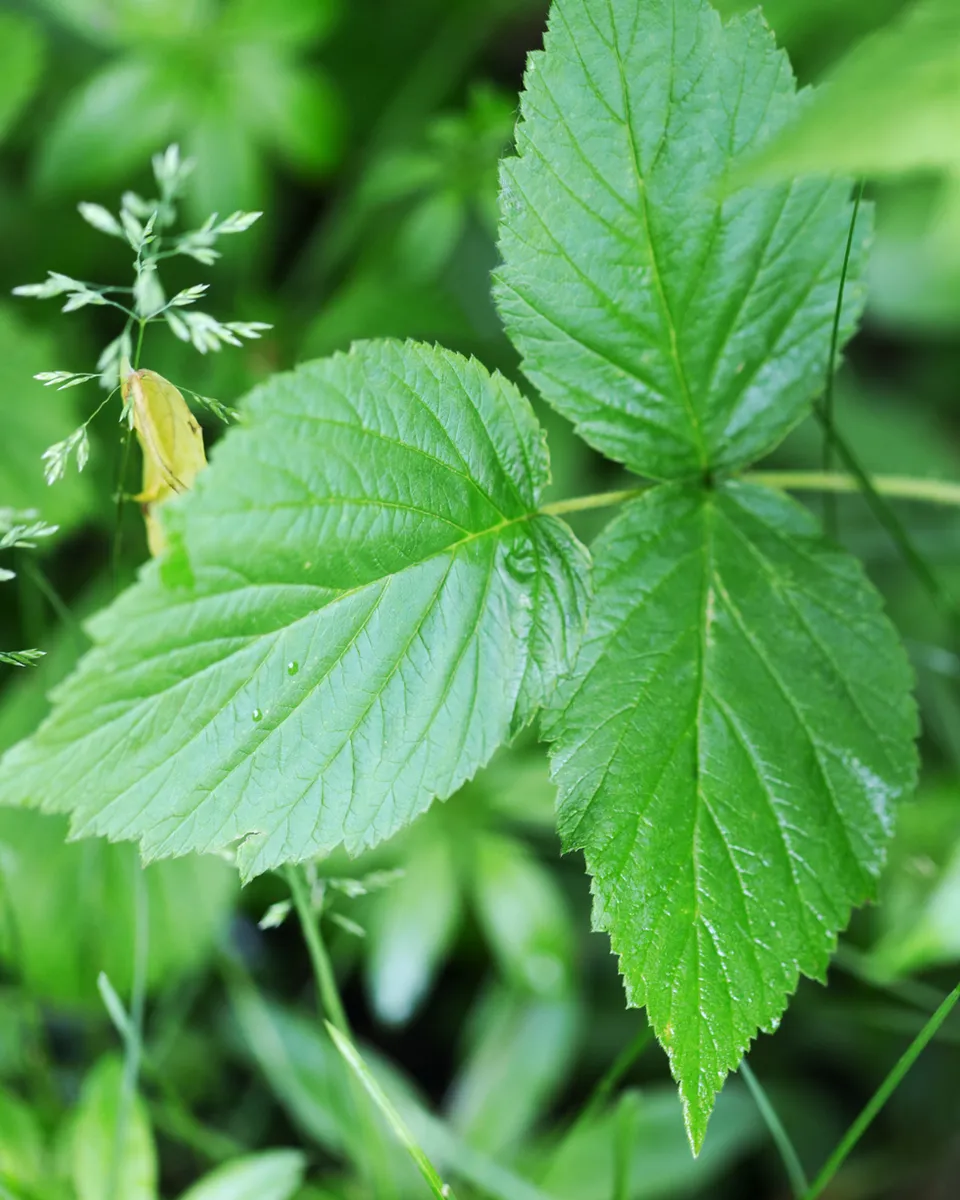 Close-up of poison ivy leaves showing three-leaflet pattern and white veining