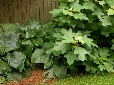 work photo from siriuslandscapes.com
