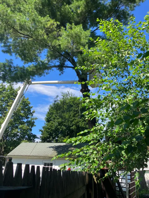 Niles Tree Service work photo