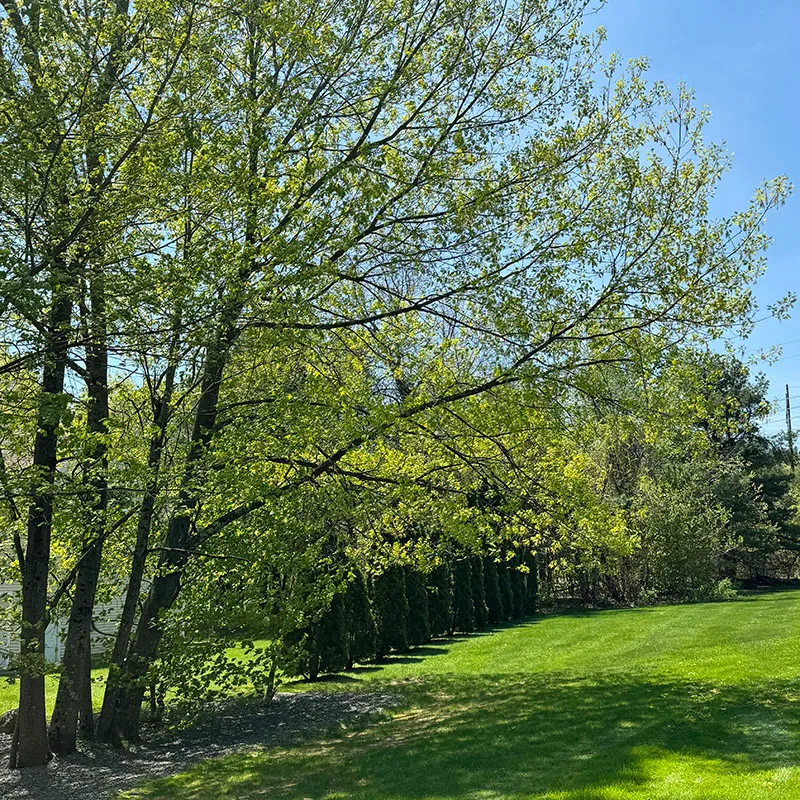 Tree Pruning - Tip Top Tree Service - Hudson, NH - Complete tree care company in New Hampshire and Massachusetts