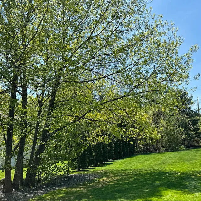 Tree Pruning - Tip Top Tree Service - Hudson, NH - Complete tree care company in New Hampshire and Massachusetts