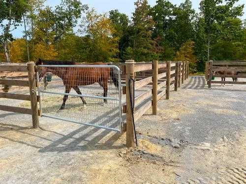 Livestock Fencing