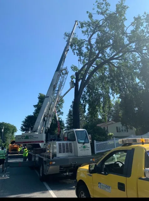 Crane trimming large tree near a residential street; workers in safety vests and yellow truck.