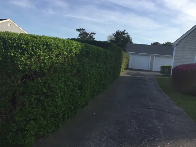 A narrow driveway leading to a two-car garage, lined with neatly trimmed green hedges on one side and a small lawn on the other.