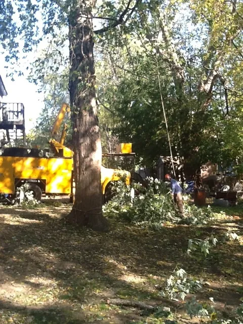 work photo from mccarthytree.com