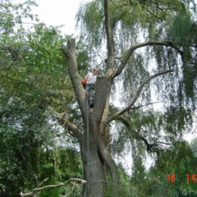 Trees Are Us researched project photo