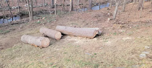Lobas Tree Service LLC work photo