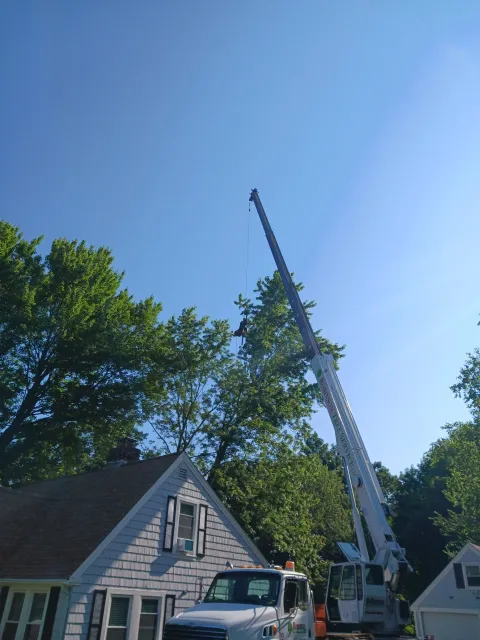 A crane lifting a worker above a residential house surrounded by tall green trees on a clear, sunny day.