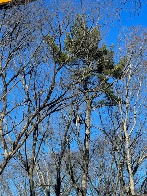 work photo from treetechinc.net