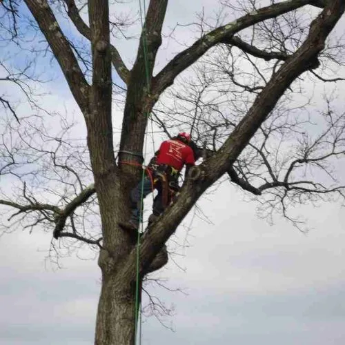 Tree pruning