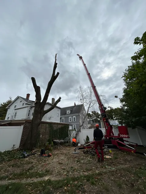 Rhode Island Tree Care LLC work photo