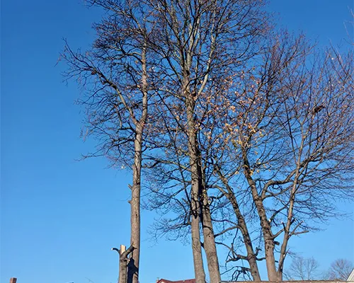 work photo from moraleslandscapingtreeservice.us