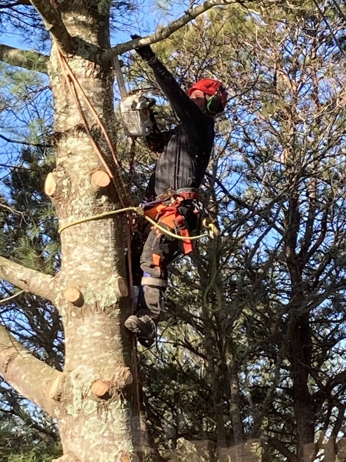 Tree Removal