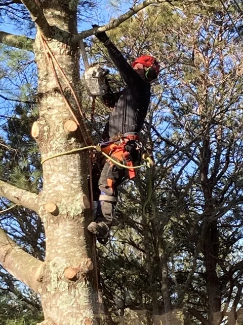 Tree Removal