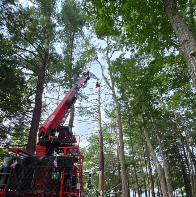 Tree Service 1