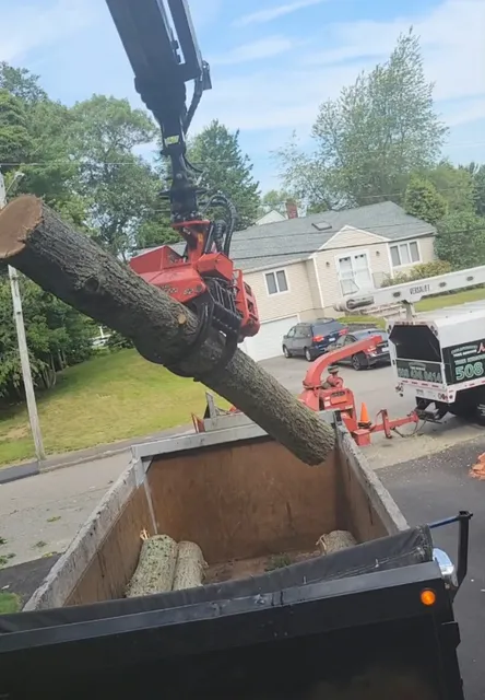Solutions Tree Services work photo
