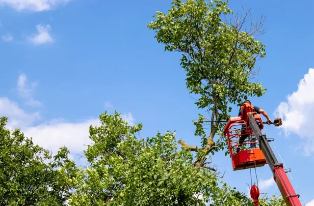 work photo from lindquisttreeandlandscaping.com