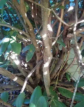 Pruning2.jpg