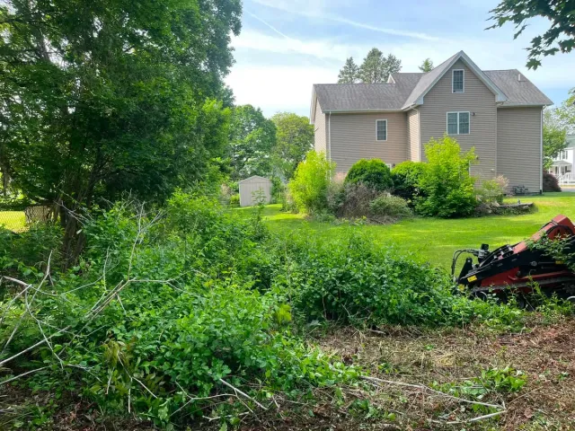 Dense residential backyard overgrowth cleared to open ground - Before