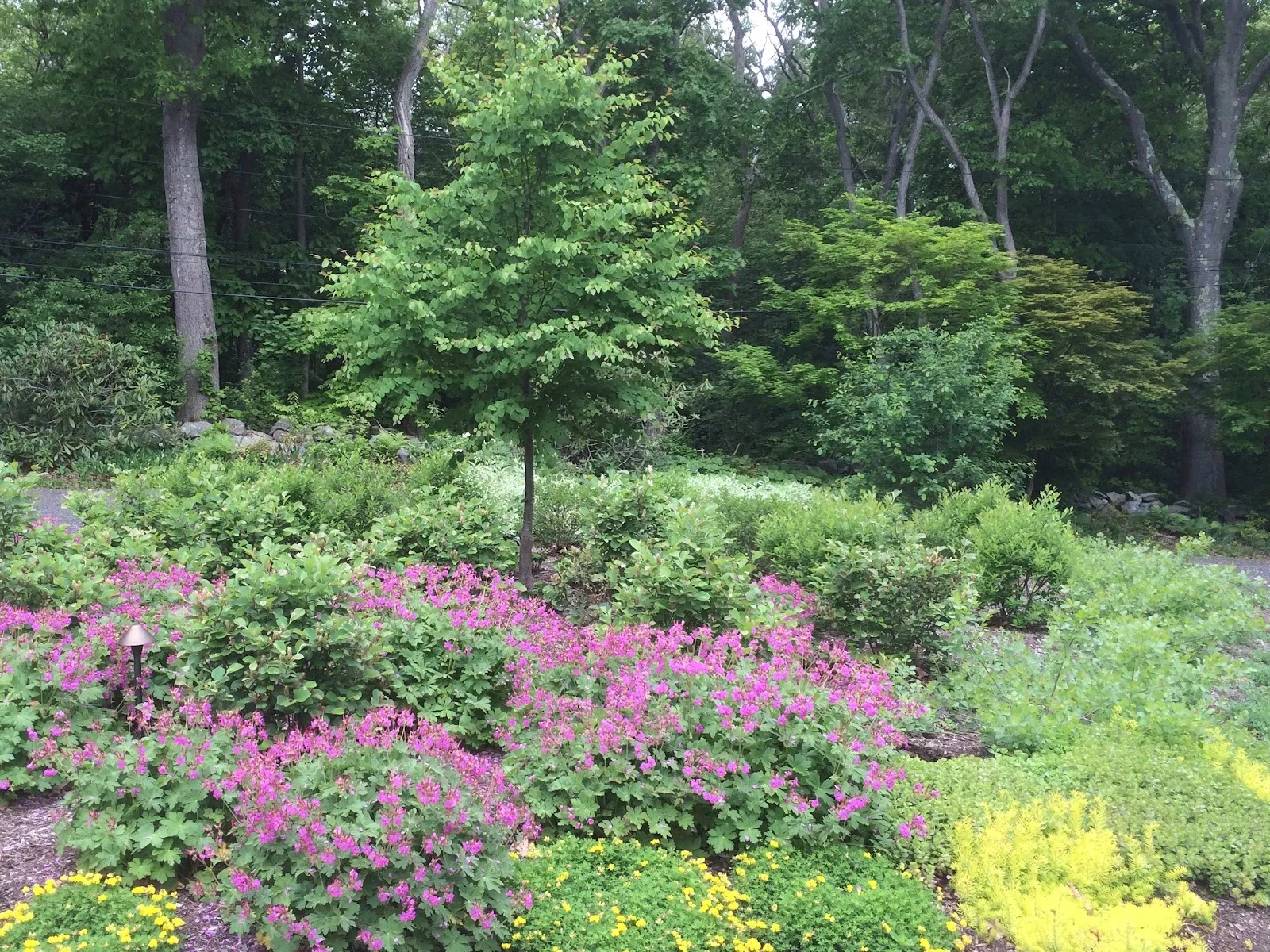 Rue Sherwood Landscape Design