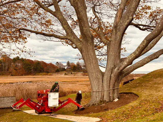 Heirloom Tree and Shrub Care LLC work photo