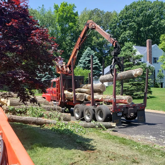 Nutmeg Tree Service and Ground Care work photo