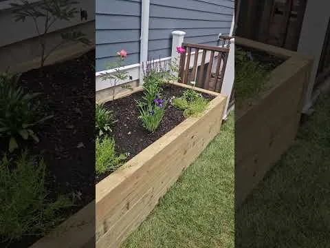 American Elm Landscape softscape and planting project video