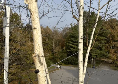 Tree Service