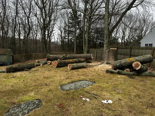 Pro Tree Solutions work photo