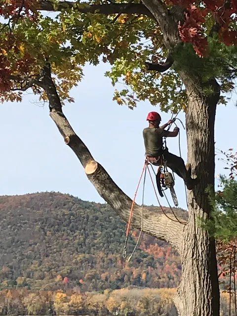 CLIMB ON TREE SERVICES work photo