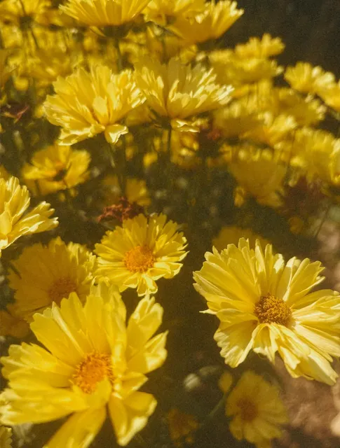 A field of Coreopsis planted earlier this Spring 🌼🐥🍋🍯
