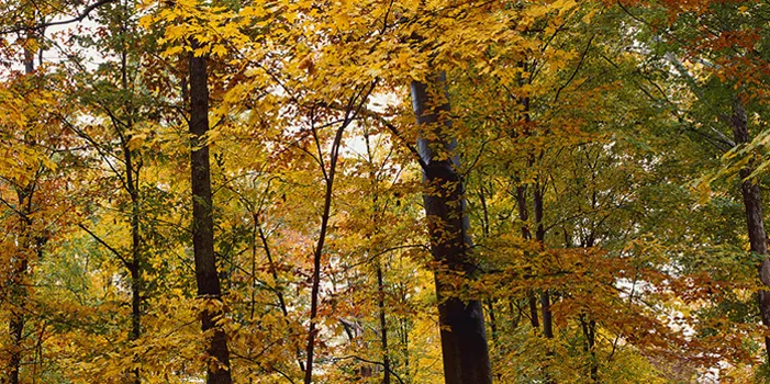 Thomas Tree & Landscape