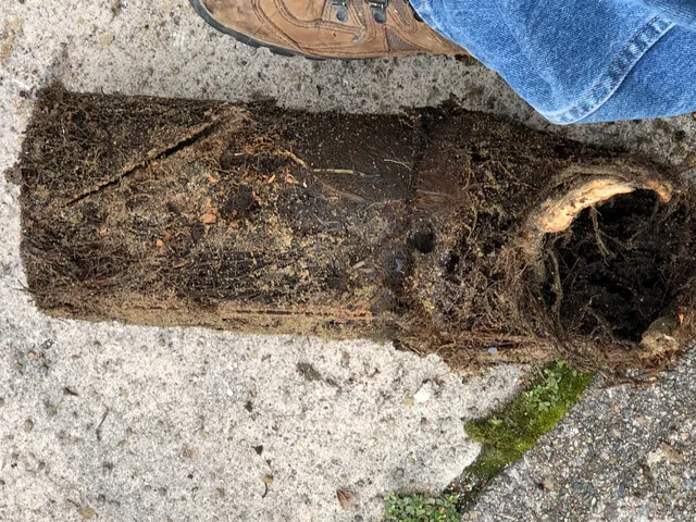 Drain Pro work photo