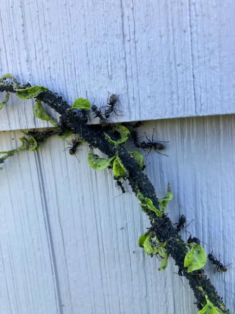 Southcoast Pest Management LLC work photo