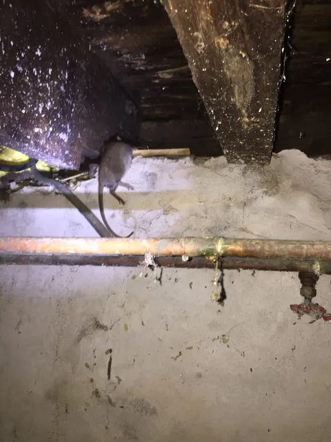 DLine Pest Services LLC researched project photo