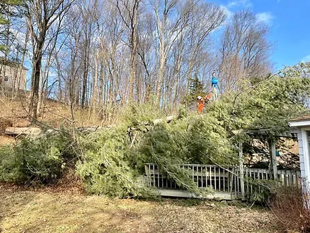 image of arborist removing fallen white pine tree from dwelling using the assistance of a crane