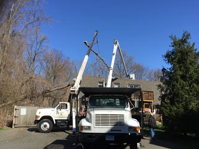 Darien Tree Service LLC work photo