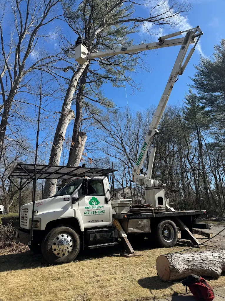 Emergency Tree Removal Services