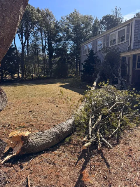 work photo from treebusterscapecod.com