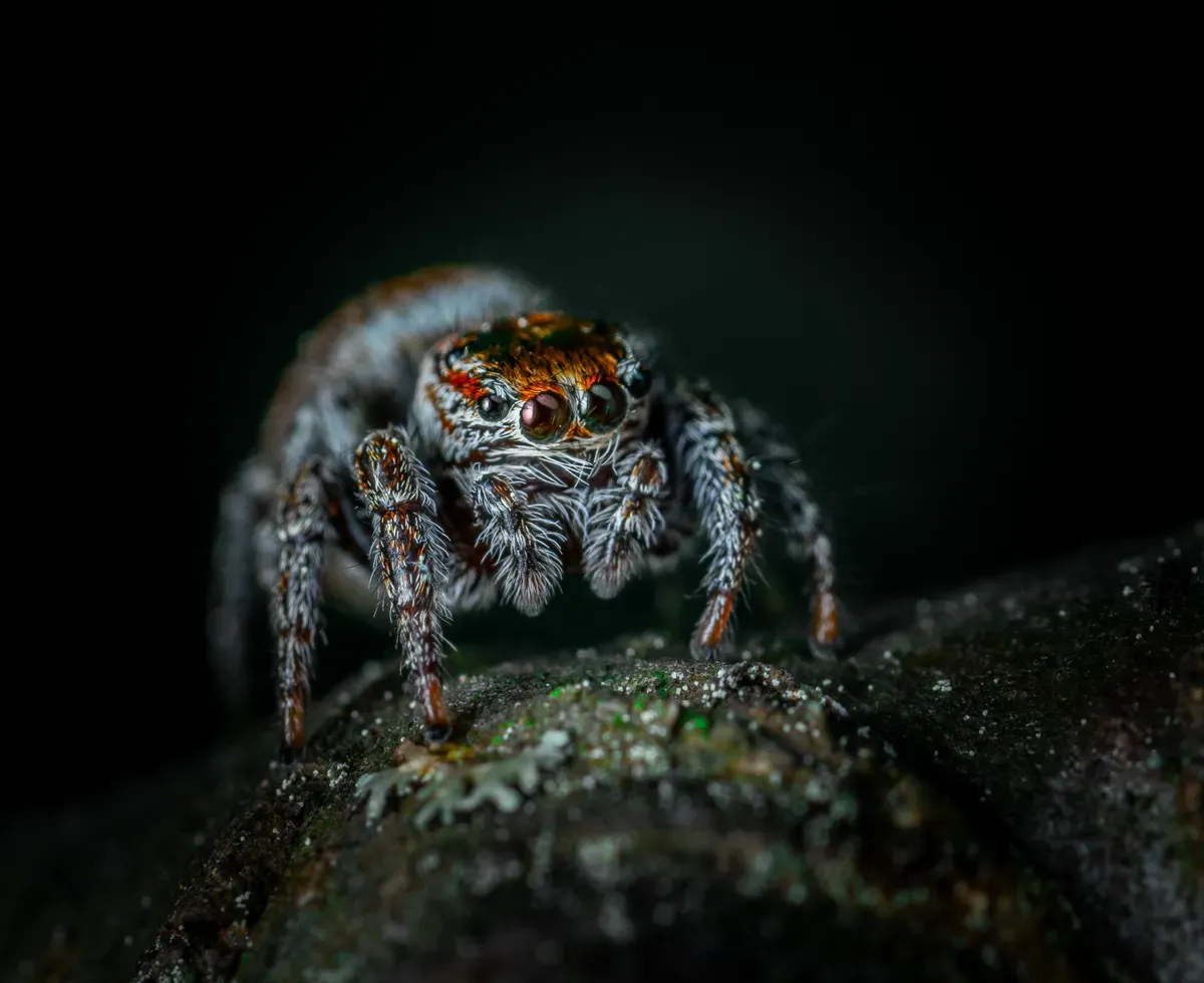 A spider photographed in macro detail, a common pest addressed in commercial properties