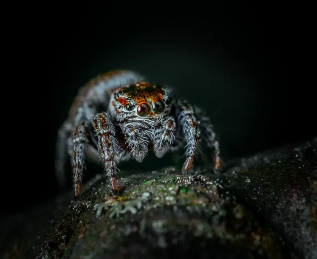 A spider photographed in macro detail, a common pest addressed in commercial properties