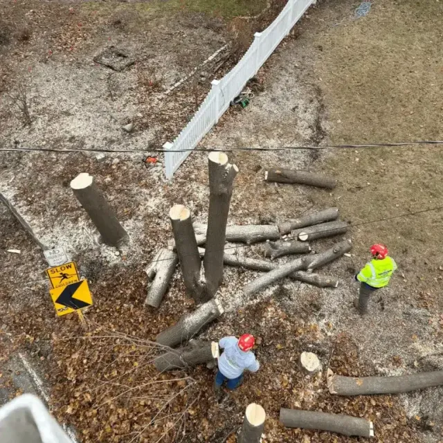 Tree Service Projects