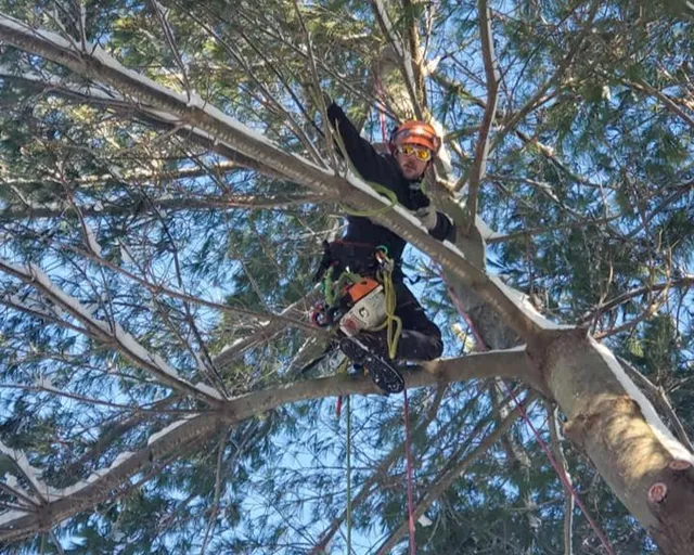 work photo from apex4treecare.com