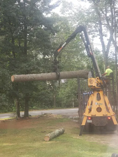 Bolduc Tree Service work photo