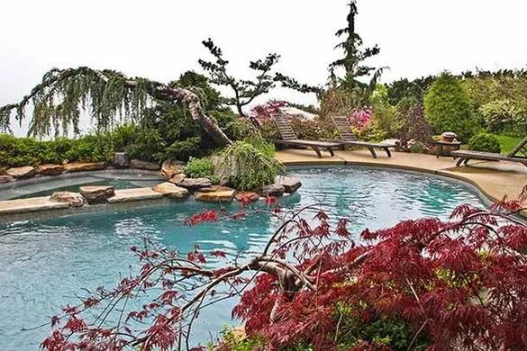 Poolside landscape with specimen conifers and Japanese maple