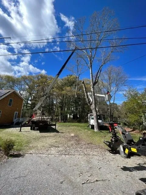 tree trimming