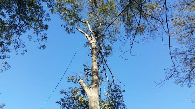 Scott, Son & Daughter Tree and Landscape work photo