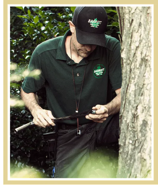 work photo from barretttreeeast.com