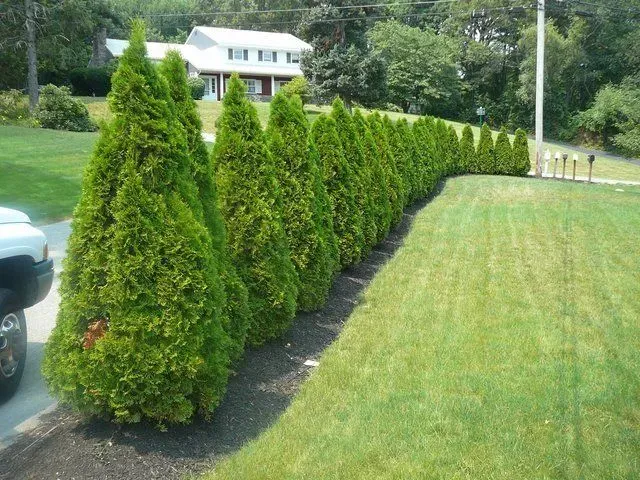 work photo from globalgreenlawncare.com