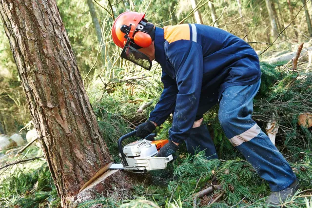 A logger wearing safety gear cuts a tree with a chainsaw in a forest.